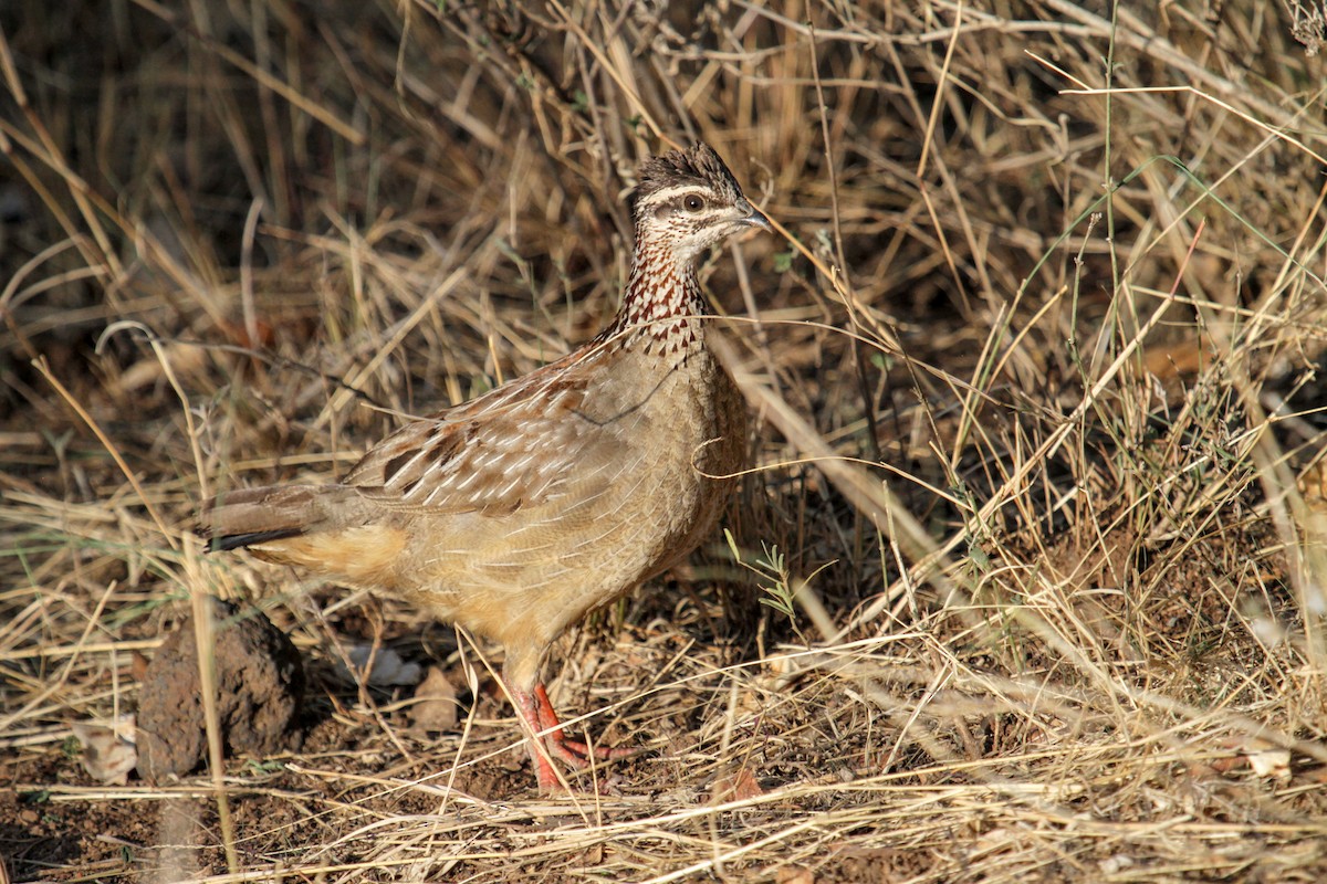 Crested Francolin - ML179554291