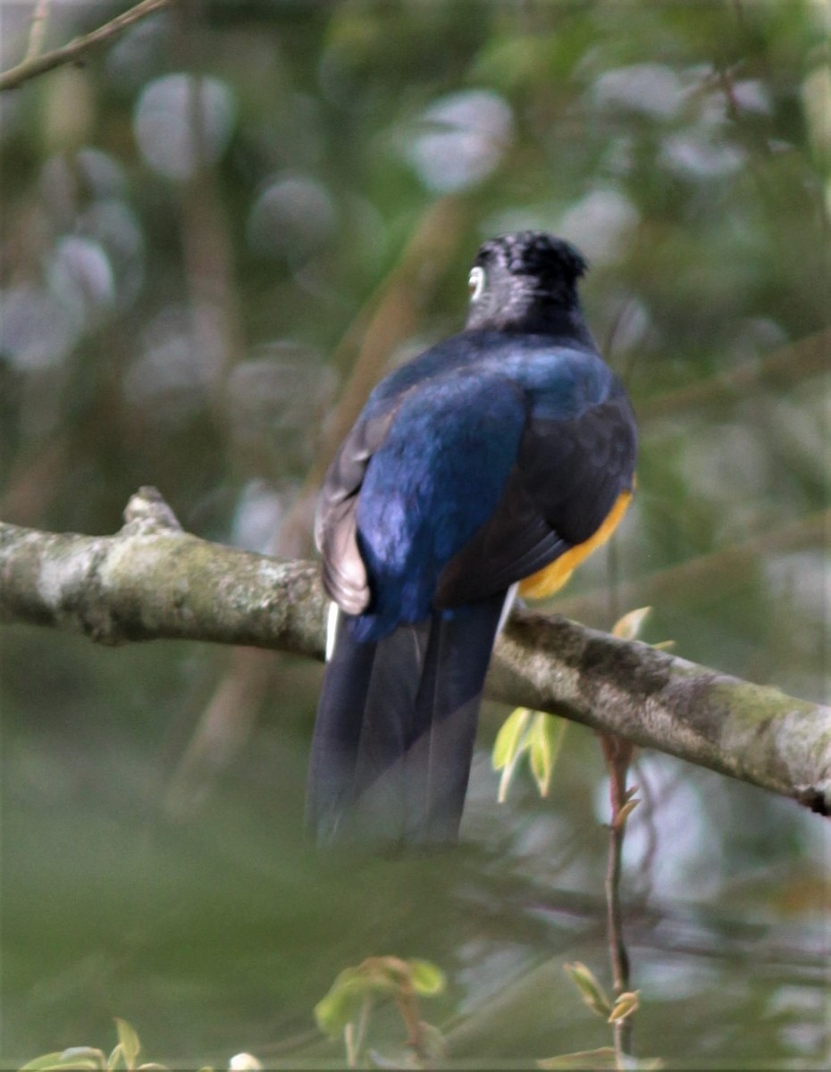 Green-backed Trogon - ML179555011
