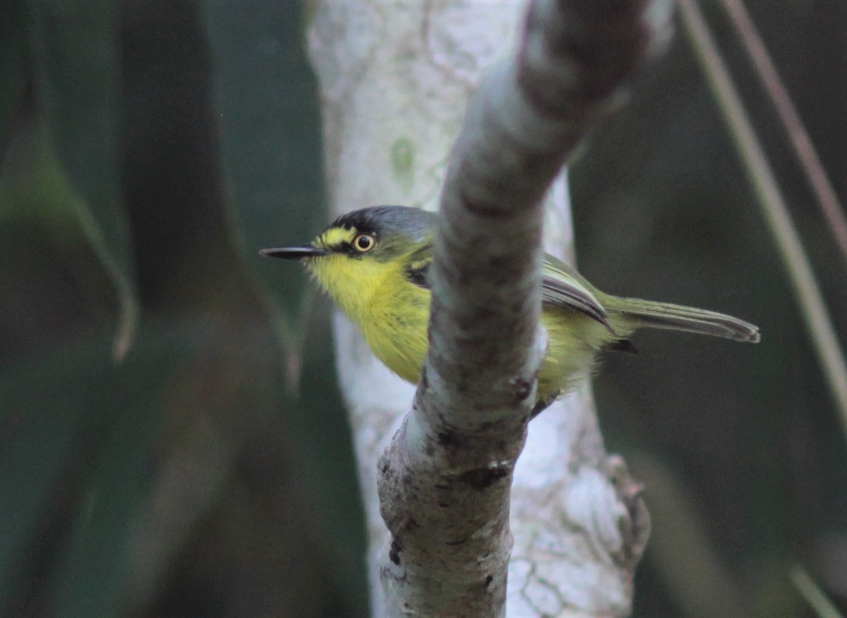 Gray-headed Tody-Flycatcher - ML179555181