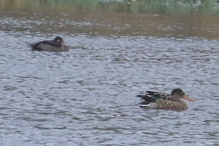 Northern Shoveler - ML179555191