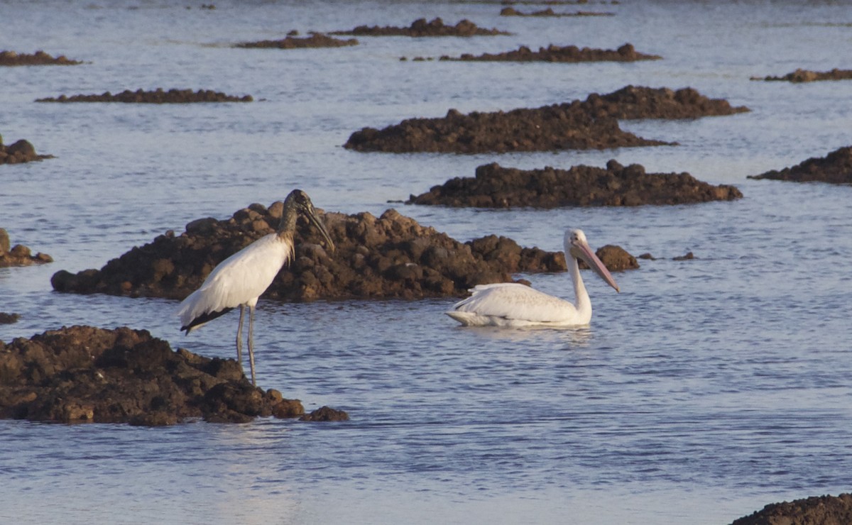 American White Pelican - ML179555241