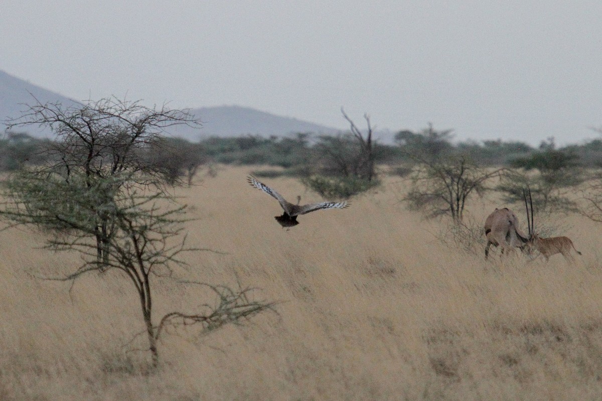 Hartlaub's Bustard - ML179555321