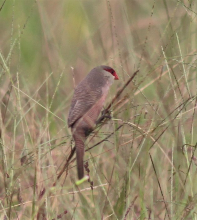 Common Waxbill - ML179555331