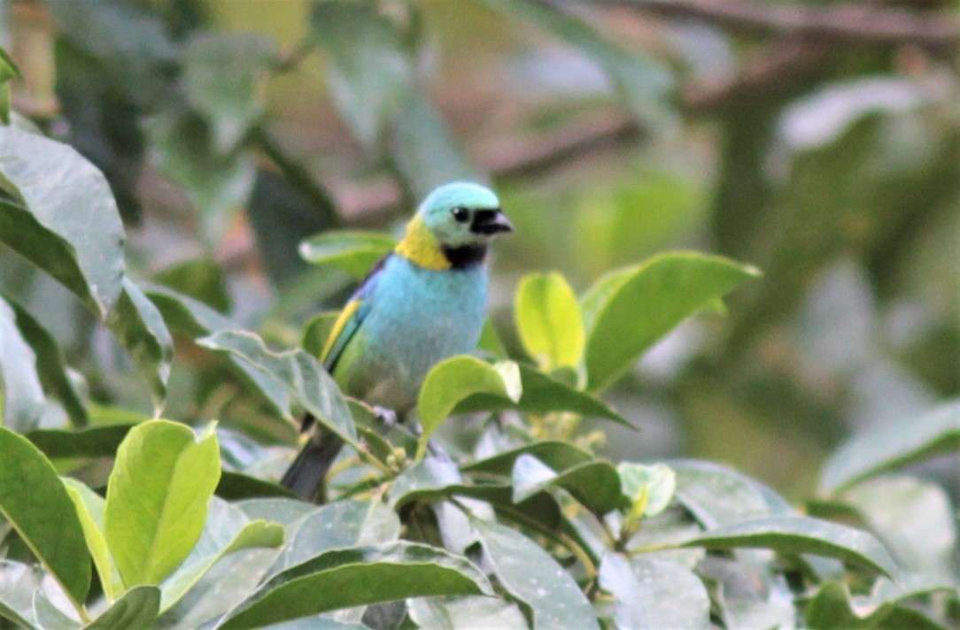 Green-headed Tanager - ML179555761