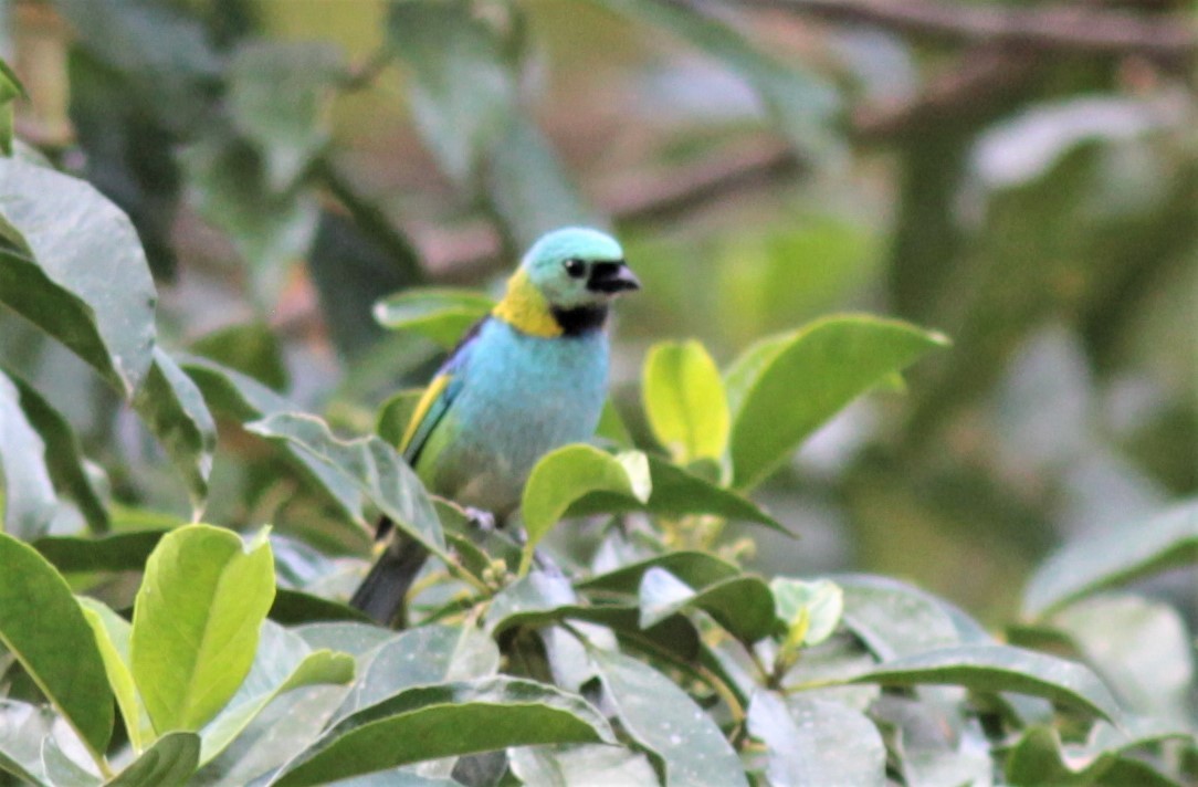 Green-headed Tanager - Will Wright