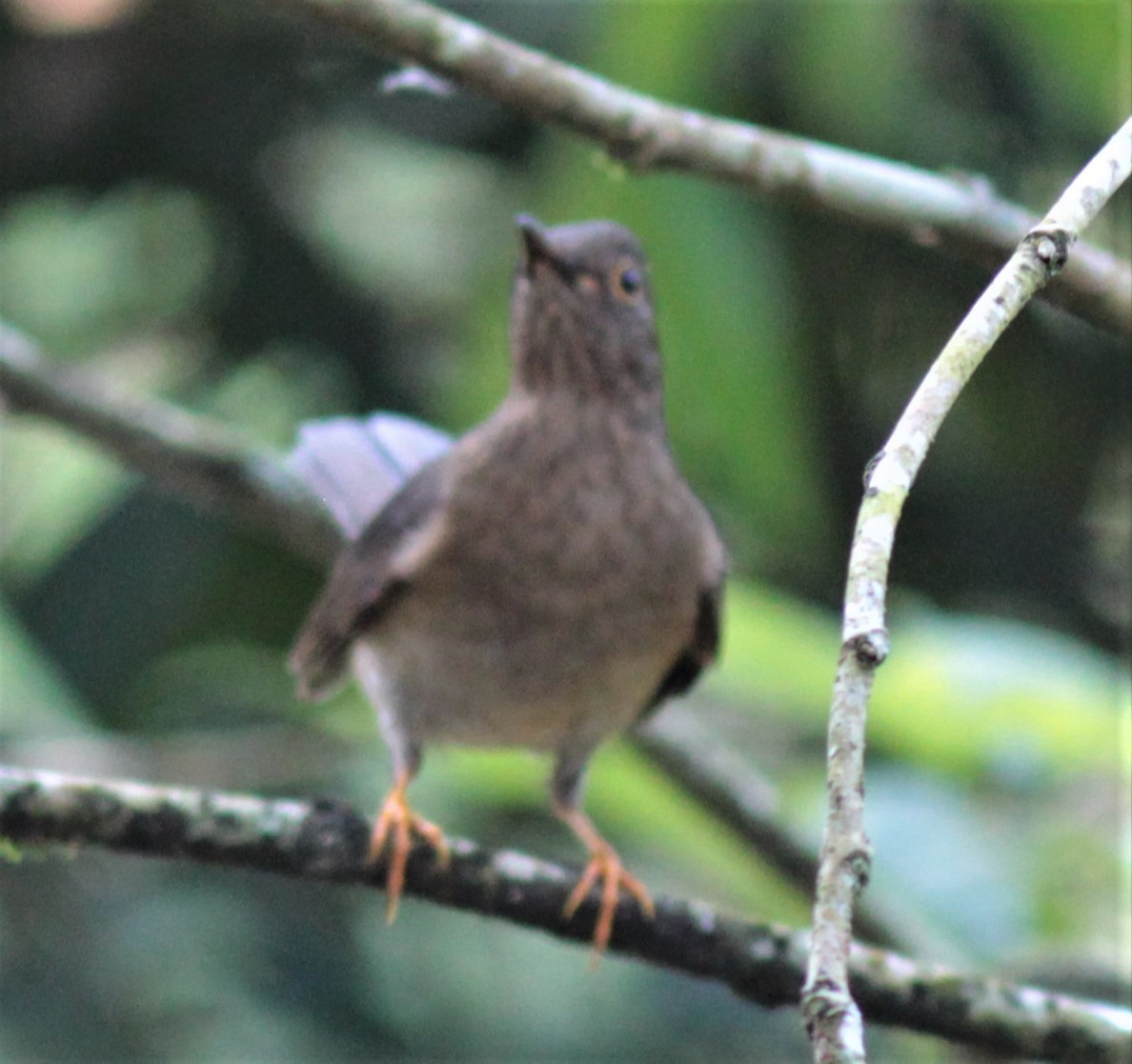 Yellow-legged Thrush - ML179557331