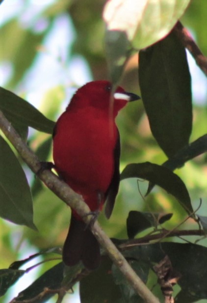 Brazilian Tanager - ML179557631