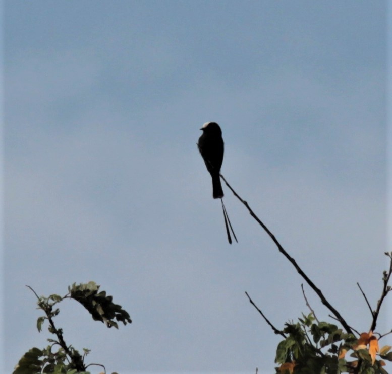 Long-tailed Tyrant - ML179557961
