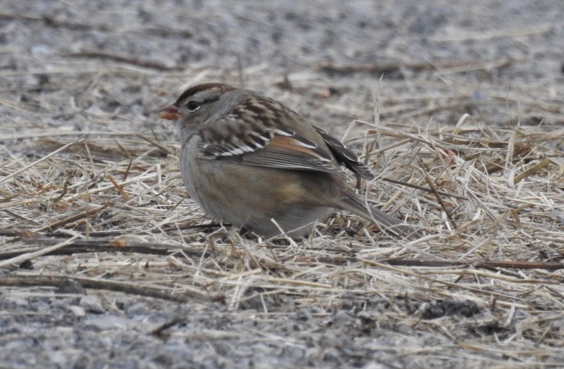 Bruant à couronne blanche - ML179558051