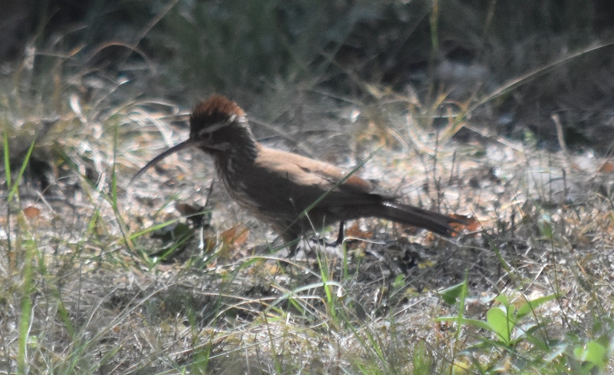 Scimitar-billed Woodcreeper - ML179558511