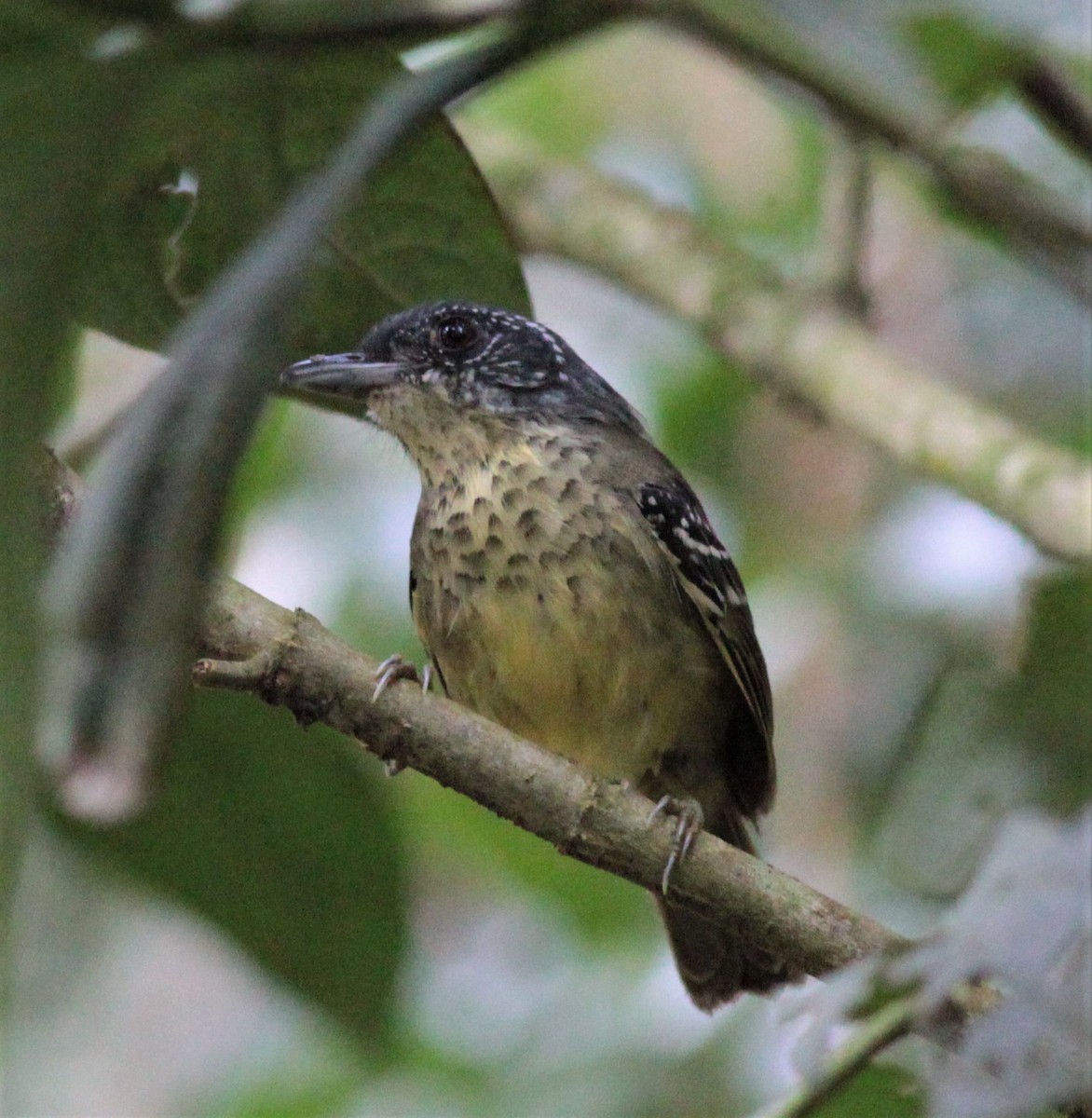Spot-breasted Antvireo - ML179558711