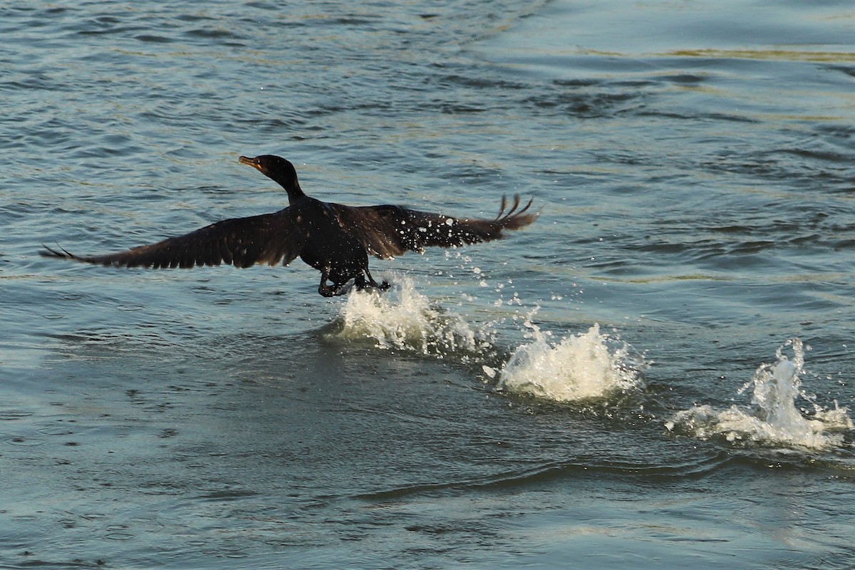 Double-crested Cormorant - Gail DeLalla