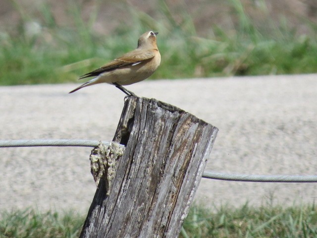 Northern Wheatear - ML179559811