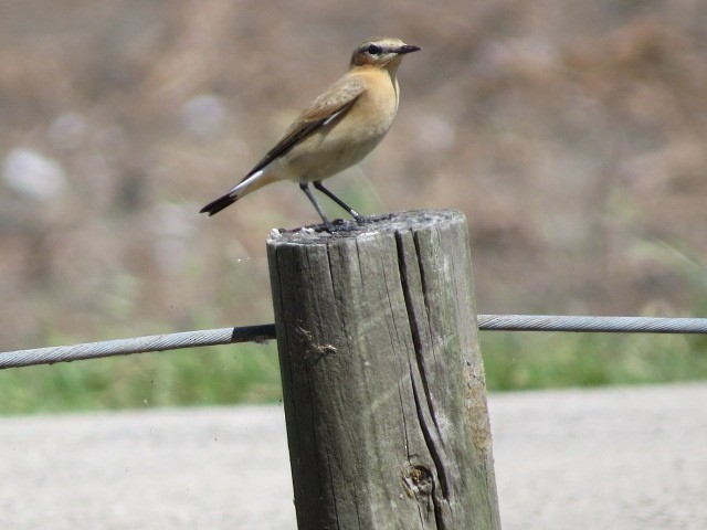 Northern Wheatear - ML179559821