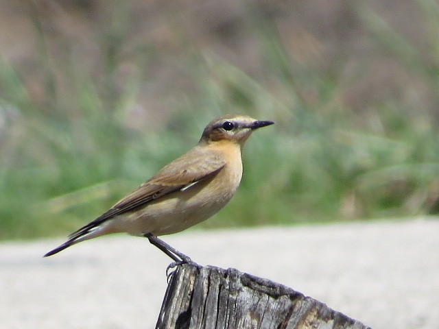 Northern Wheatear - ML179559831