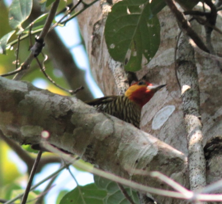 Yellow-throated Woodpecker - ML179560101