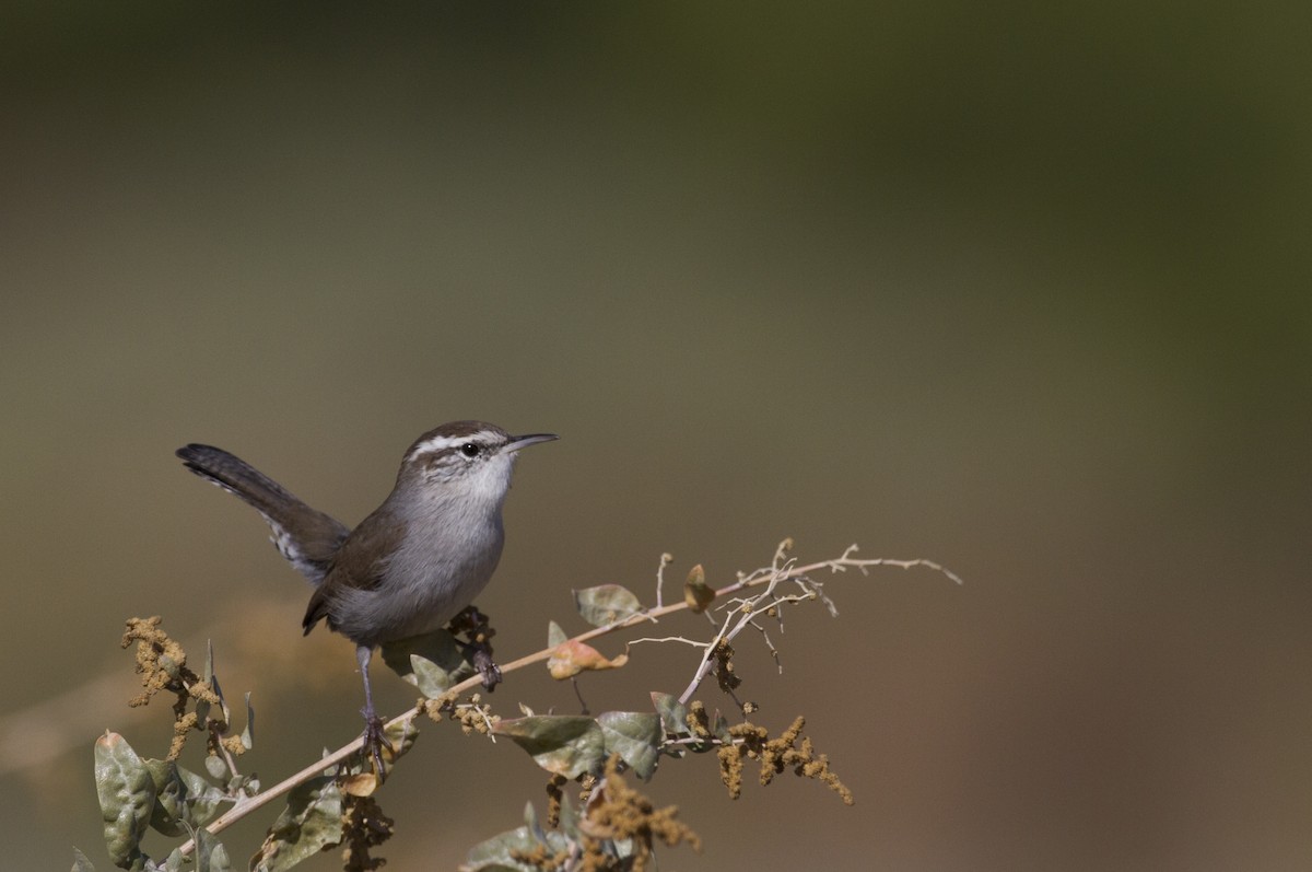 Bewick's Wren - ML179560121