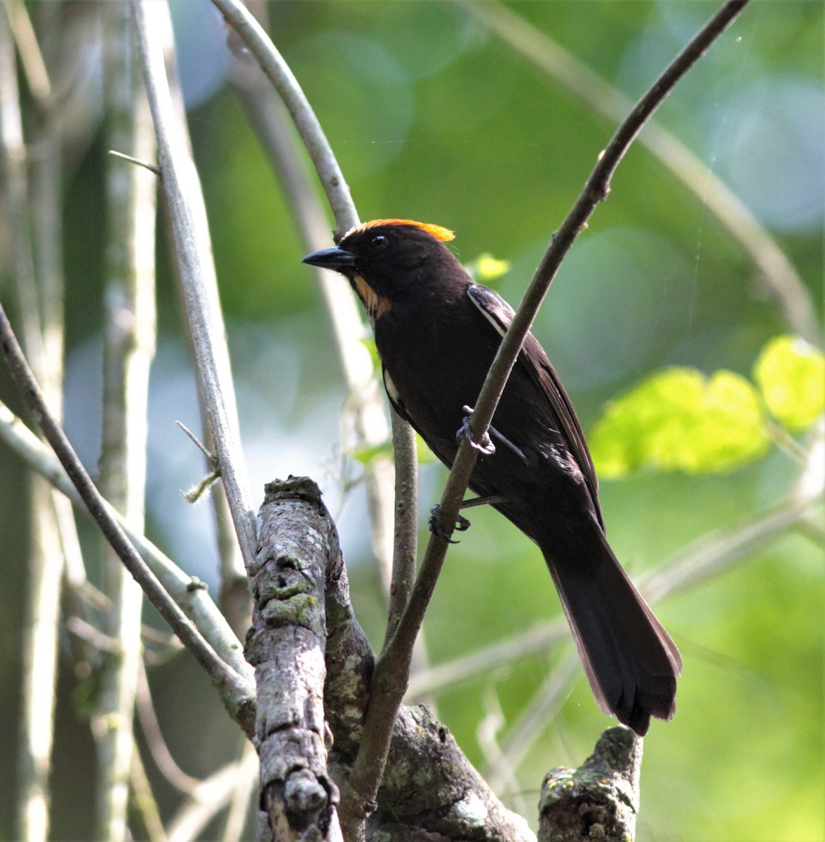 Flame-crested Tanager - ML179560541