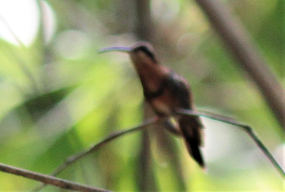 Reddish Hermit - ML179561221