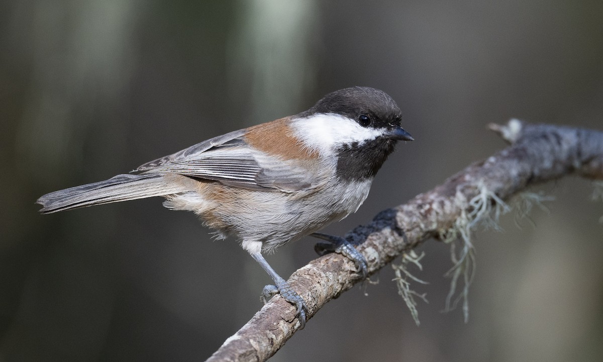 Chestnut-backed Chickadee - ML179563631