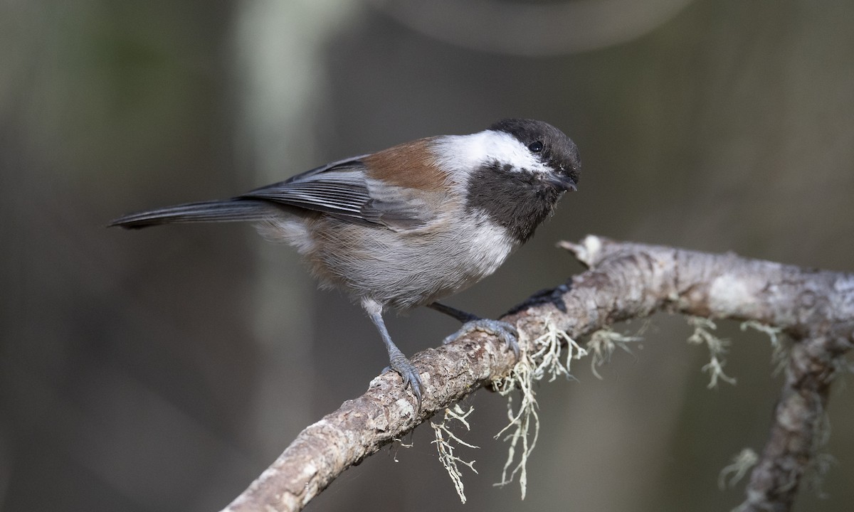 Chestnut-backed Chickadee - Brian Sullivan