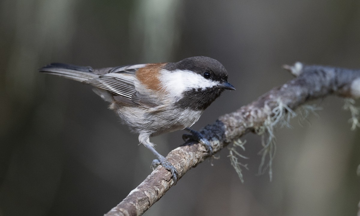 Chestnut-backed Chickadee - ML179563681