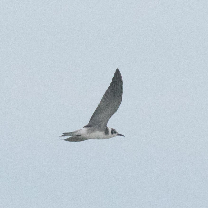 Black Tern - ML179564381