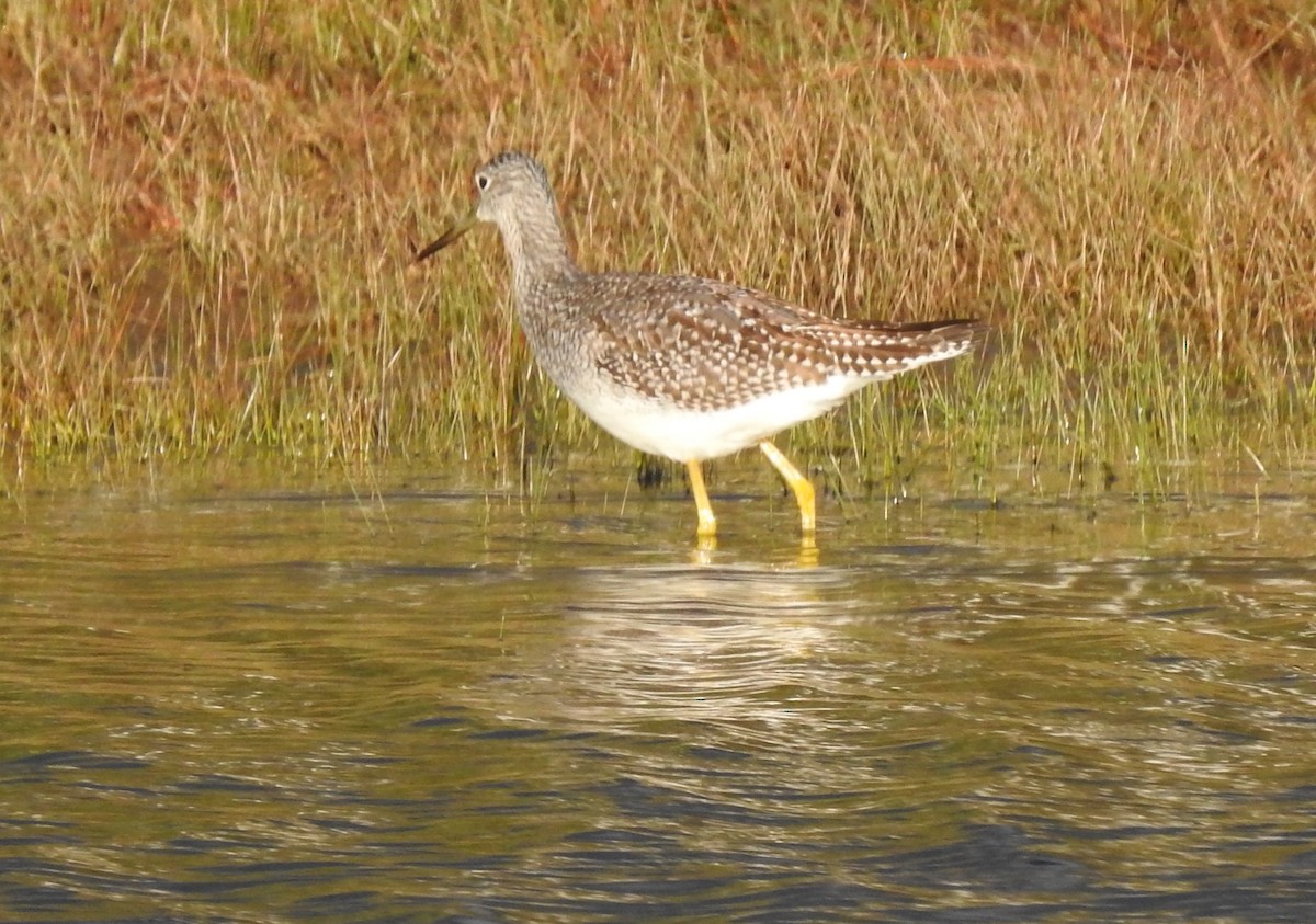 Greater Yellowlegs - ML179564901