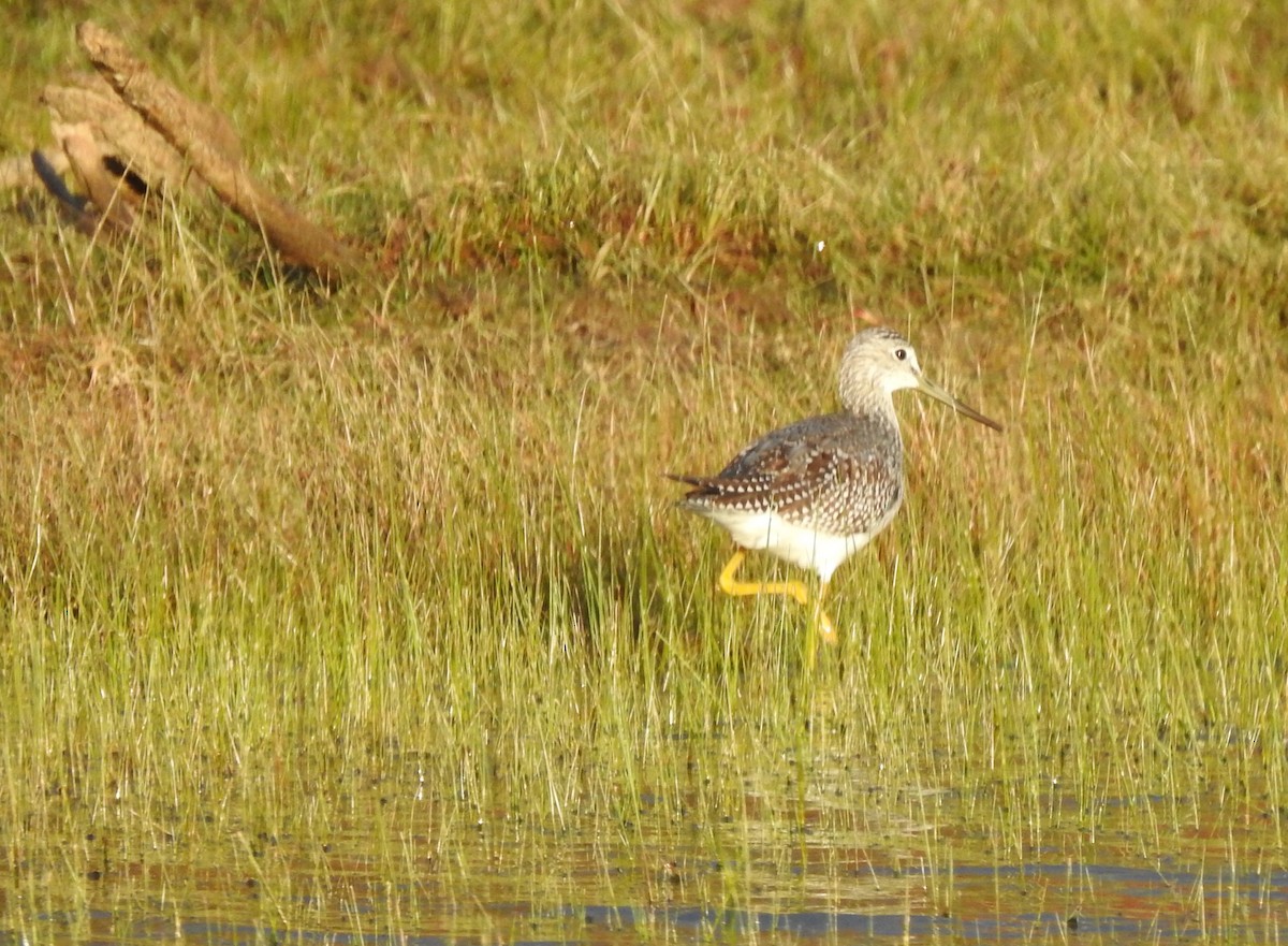 Greater Yellowlegs - ML179564921