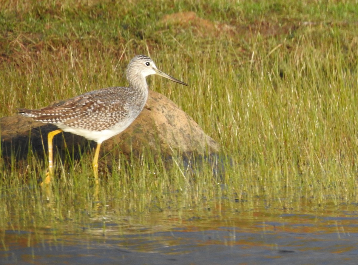 Greater Yellowlegs - ML179564931