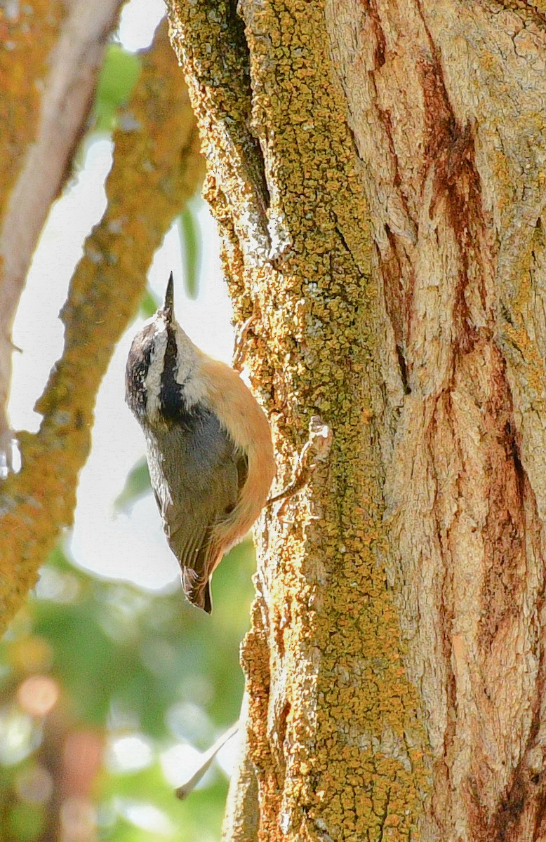Red-breasted Nuthatch - ML179565021