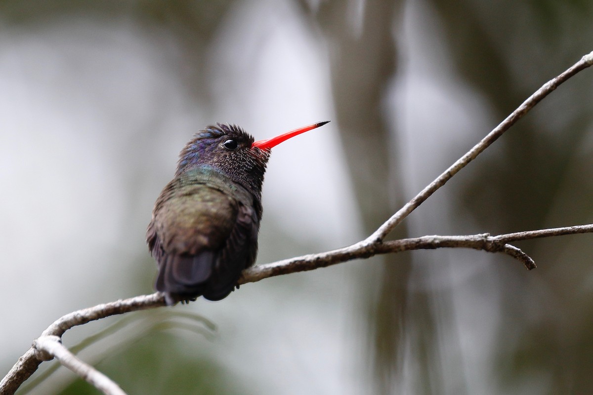 White-chinned Sapphire - Timo Mitzen