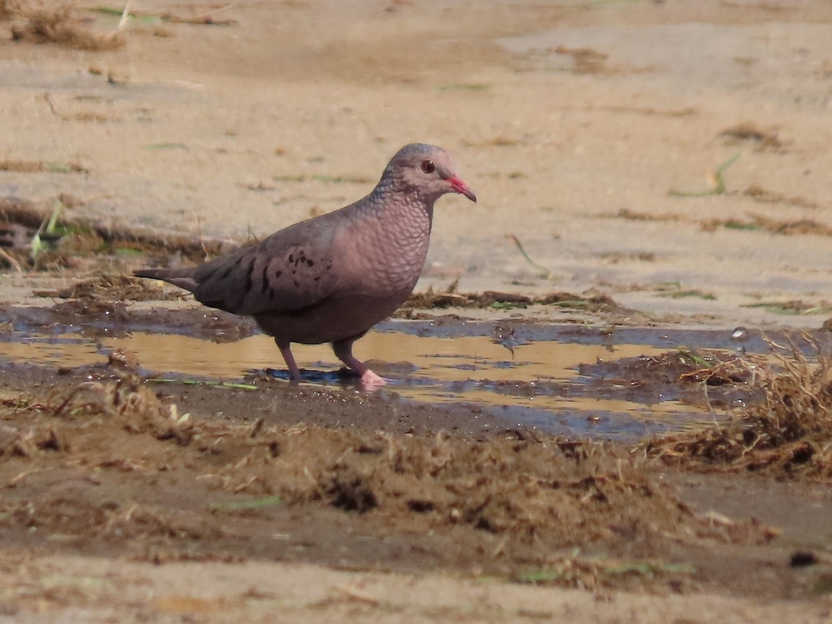 Common Ground Dove - Joan Baker
