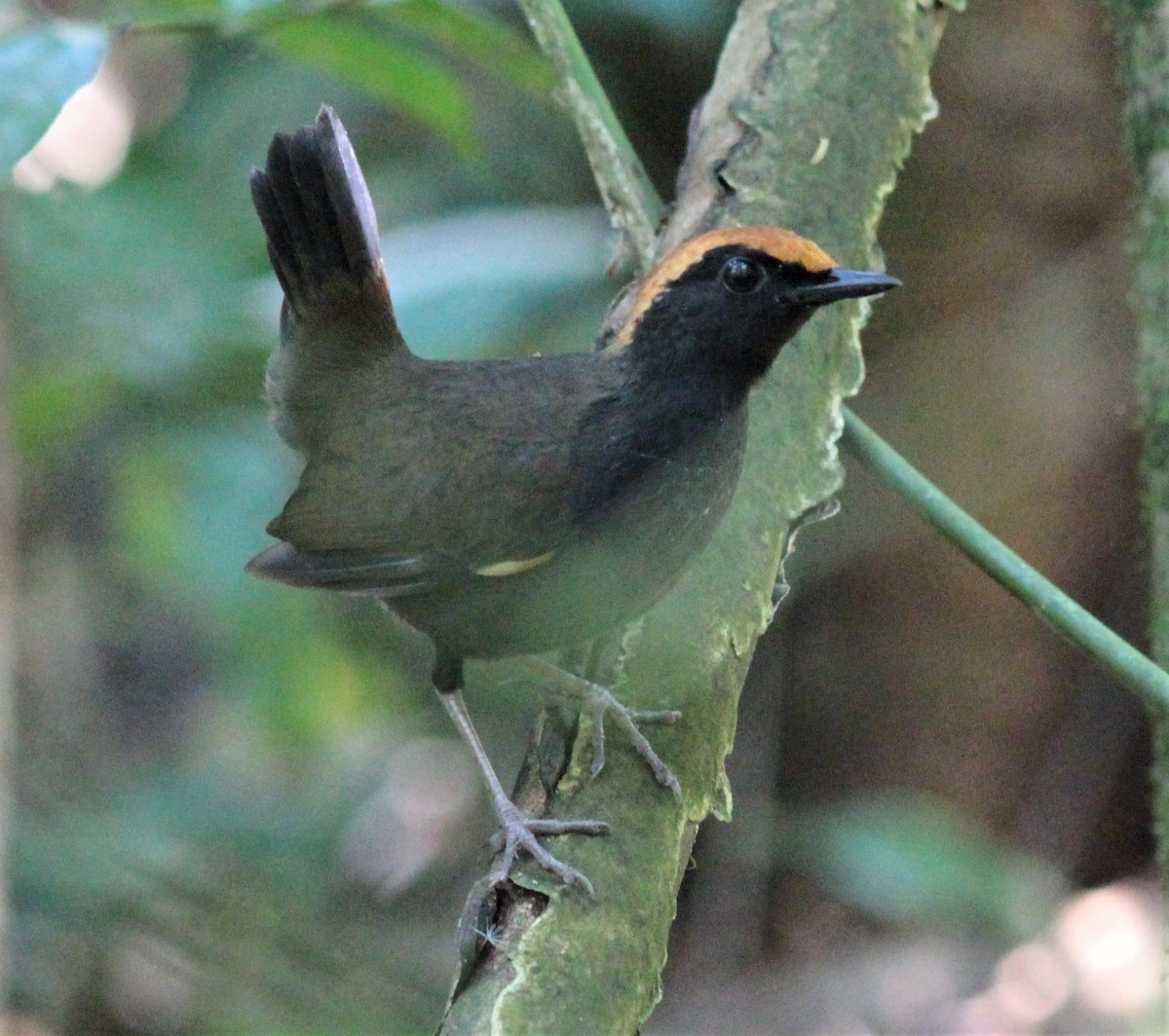 Rufous-capped Antthrush - ML179568561