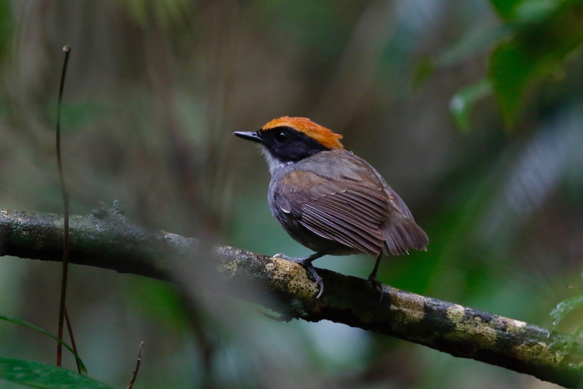 Black-cheeked Gnateater - ML179568661