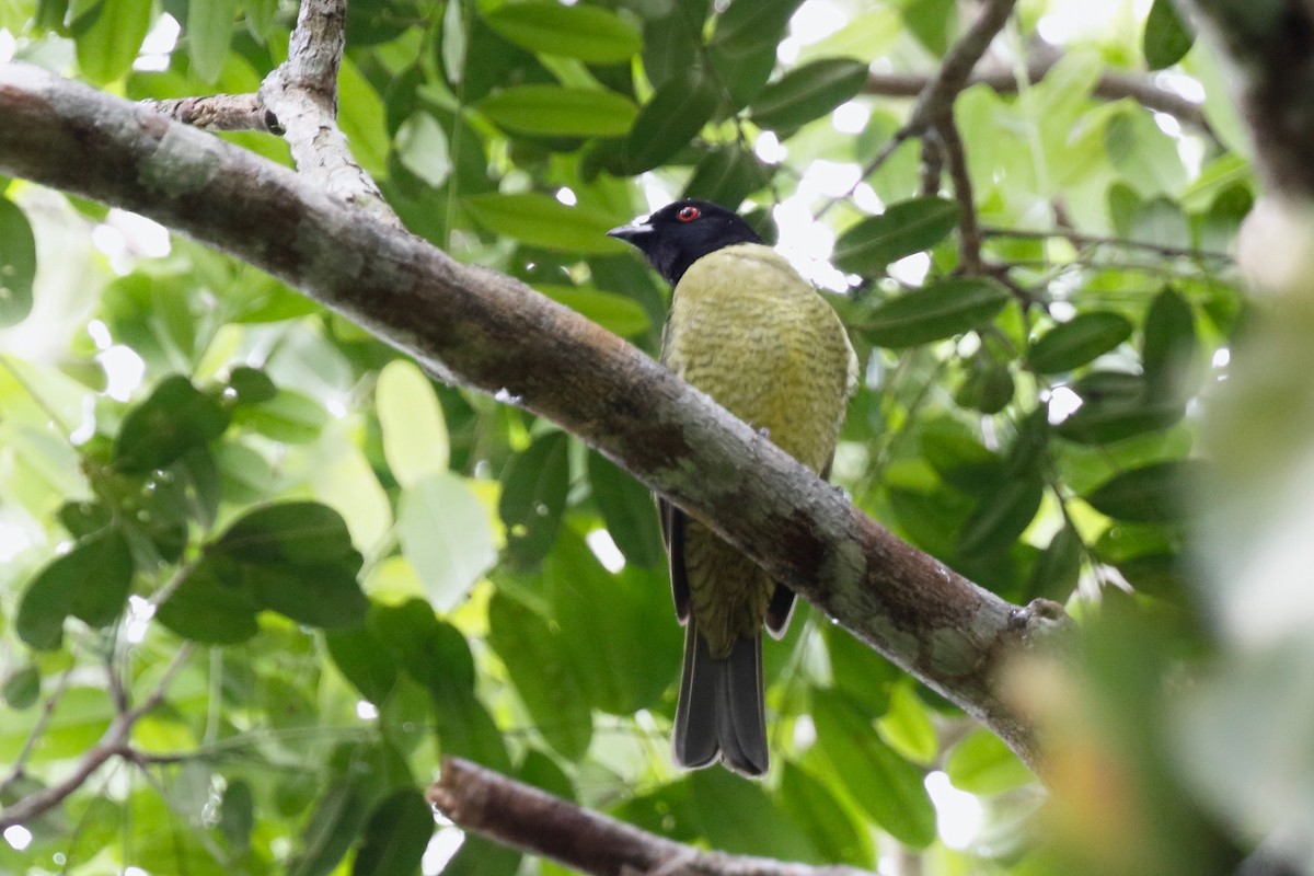 Cotinga Cabecinegro - ML179568761