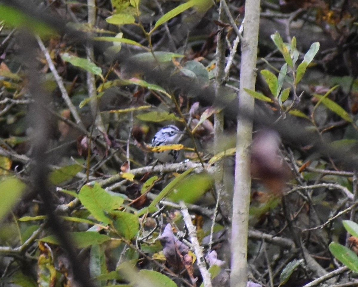 Black-and-white Warbler - ML179569071