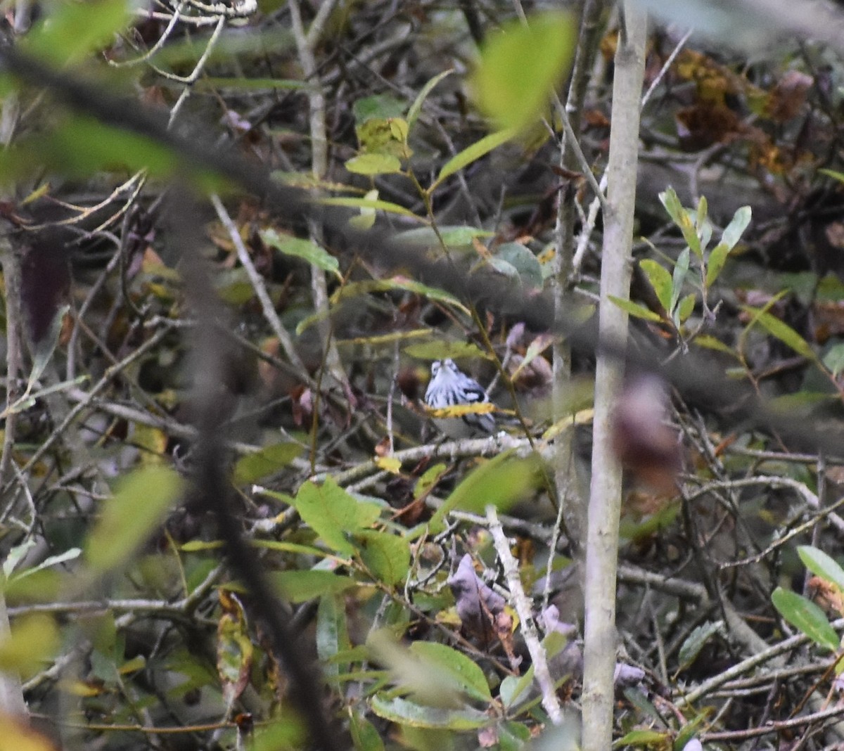 Black-and-white Warbler - ML179569111