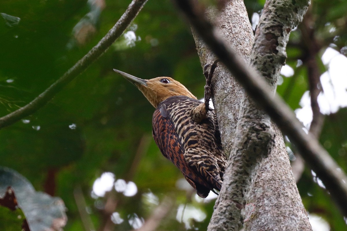 Ringed Woodpecker - Timo Mitzen