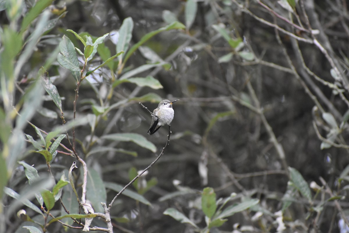 Anna's Hummingbird - ML179569381
