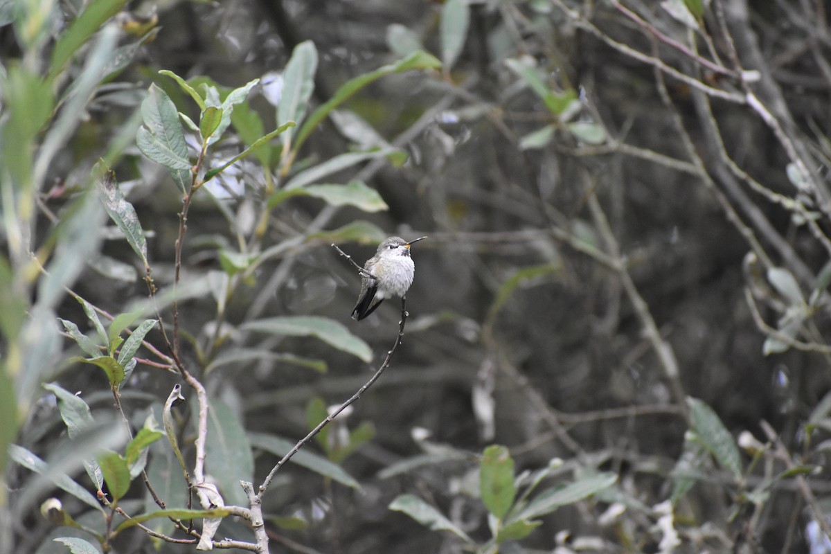 Colibrí de Anna - ML179569381