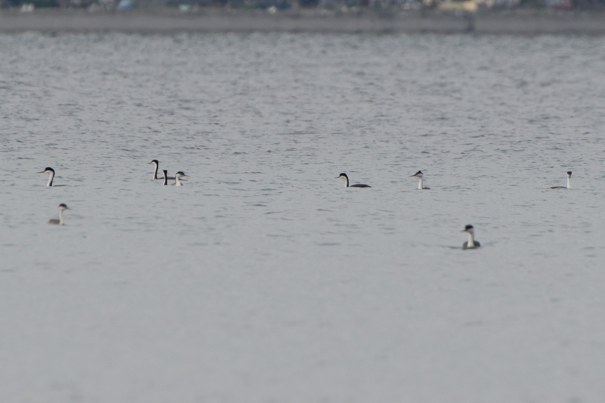 Western Grebe - ML179569721