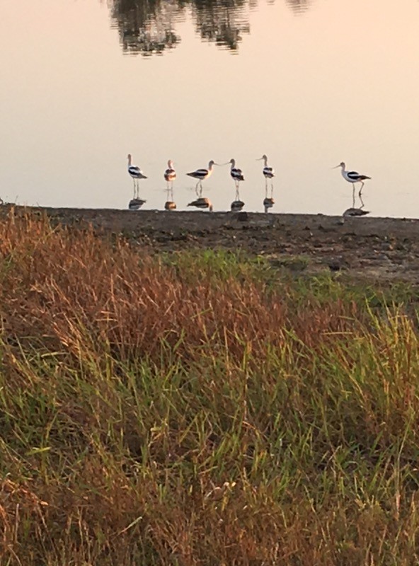 American Avocet - ML179570181