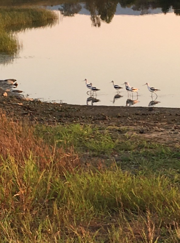 American Avocet - ML179570191