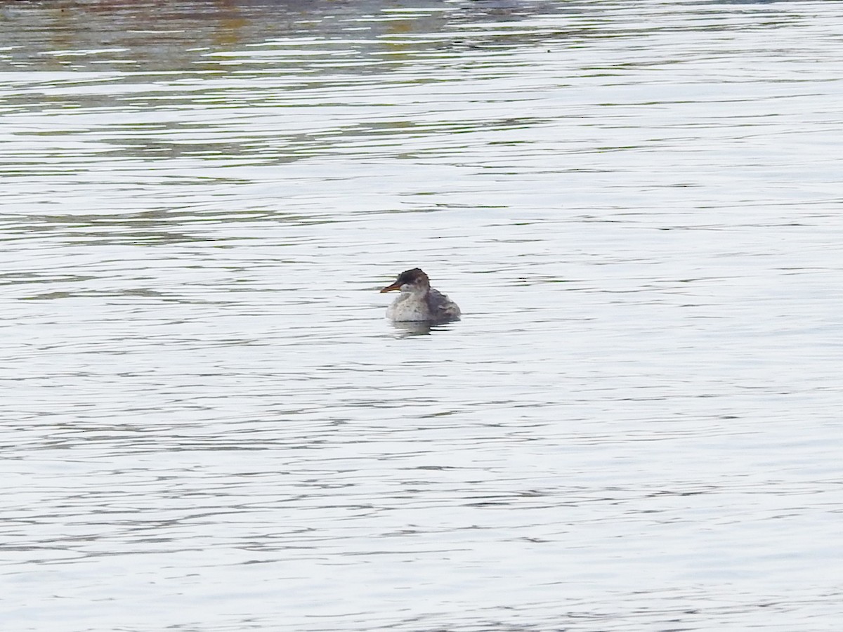 Titicaca Grebe - ML179570361