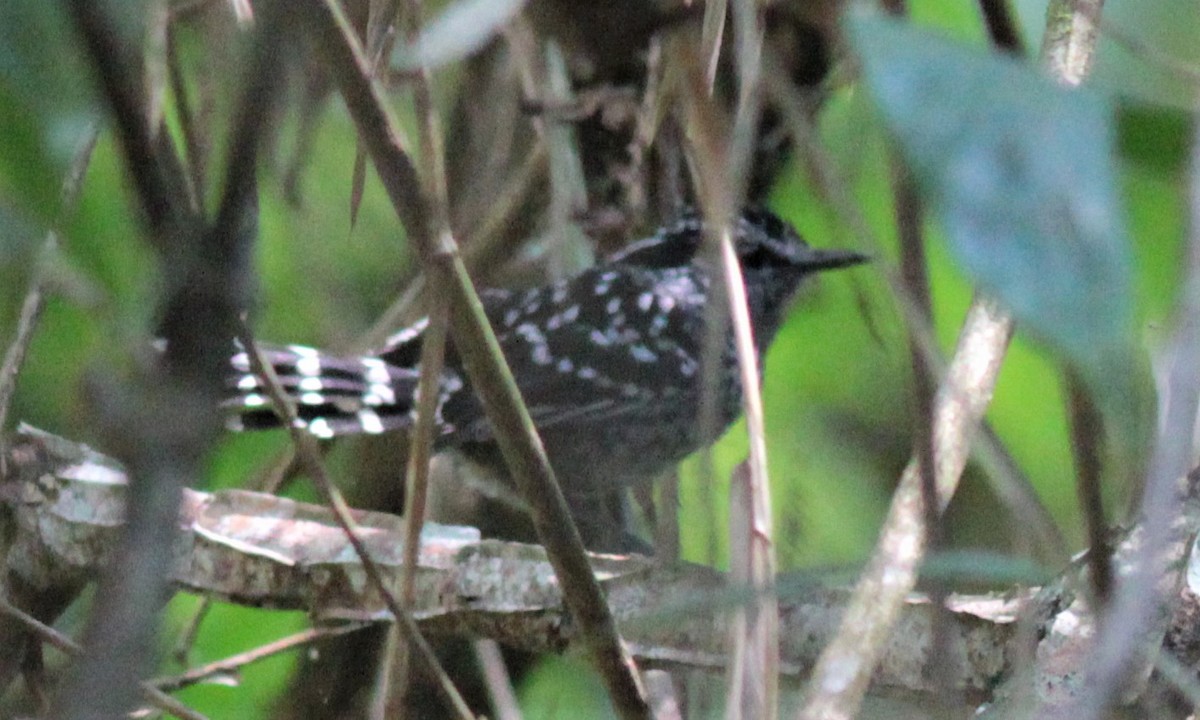Scaled Antbird - ML179570511