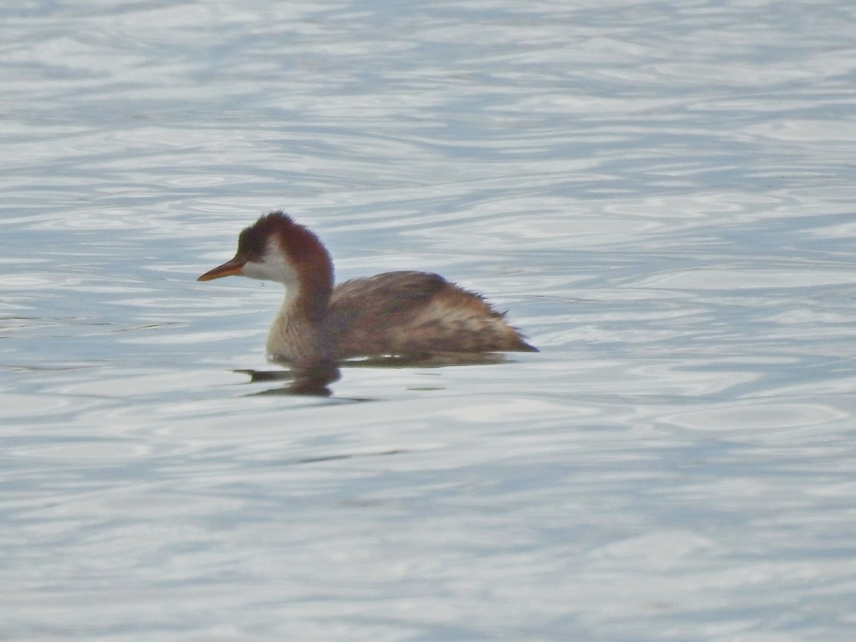 Titicaca Grebe - ML179570571