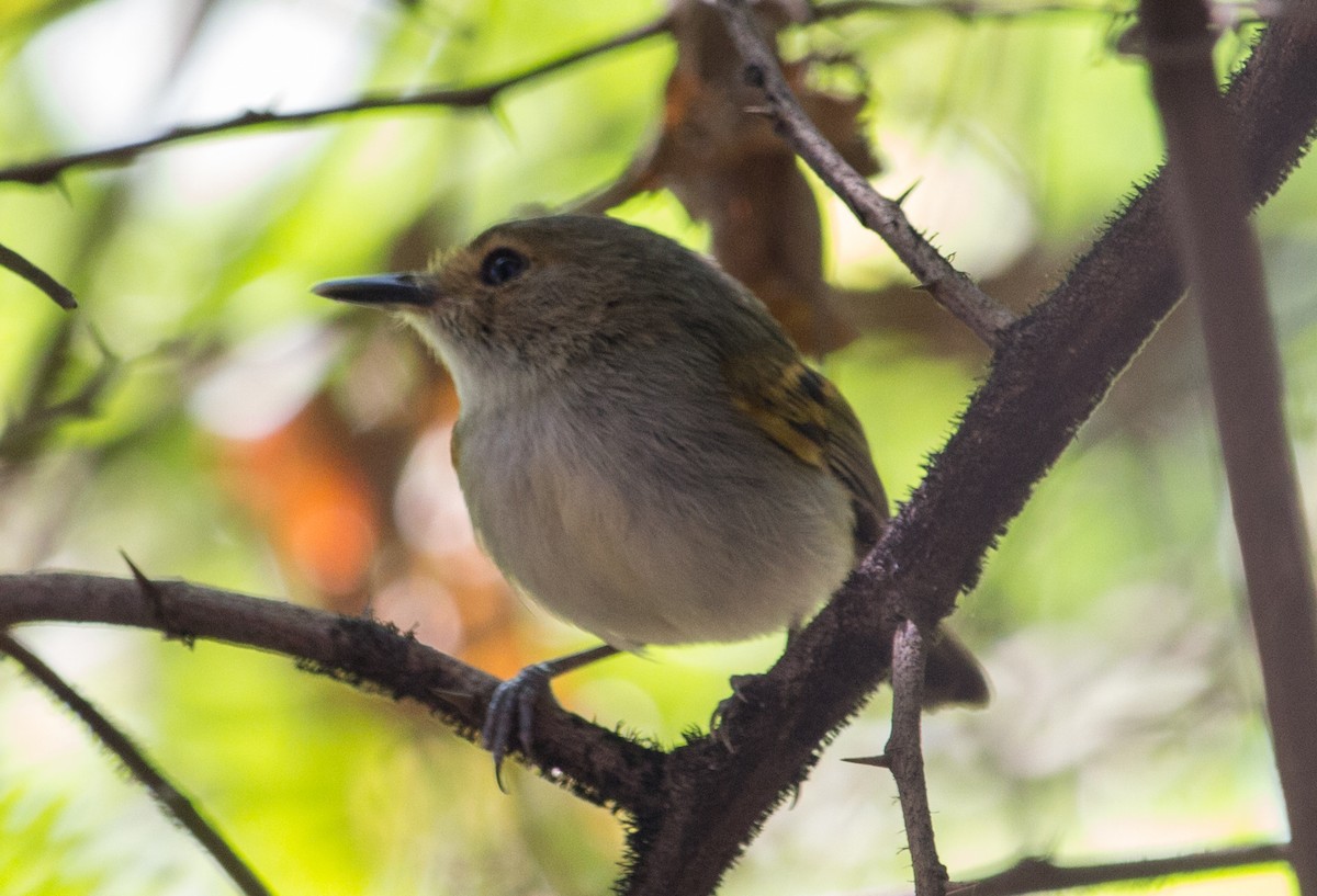 Rusty-fronted Tody-Flycatcher - ML179570581