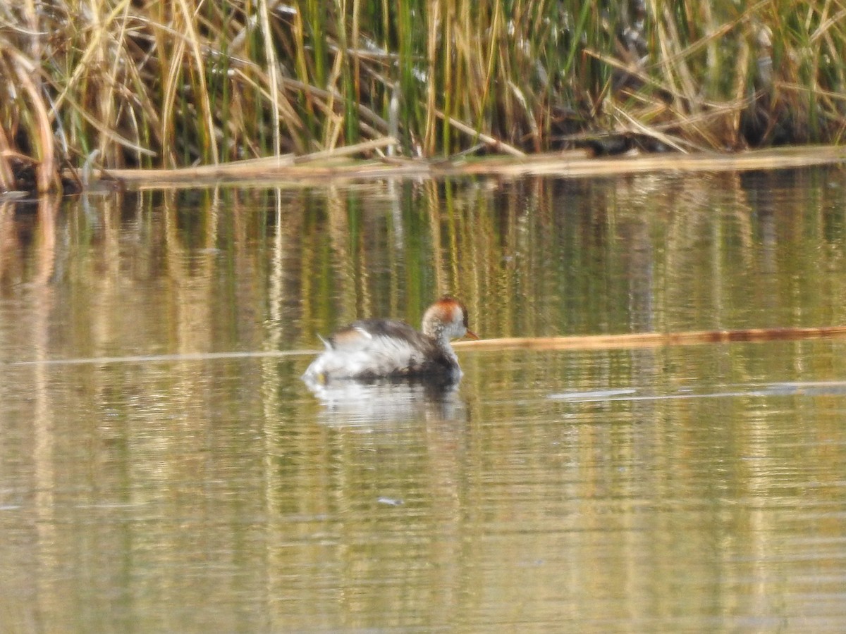 Titicaca Grebe - ML179570601