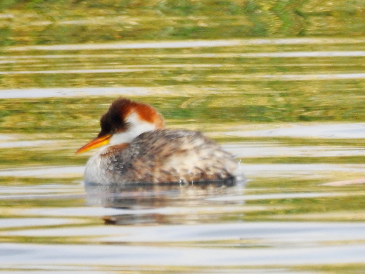 Titicaca Grebe - ML179570741